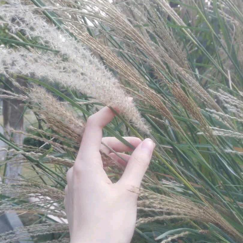 夢琴