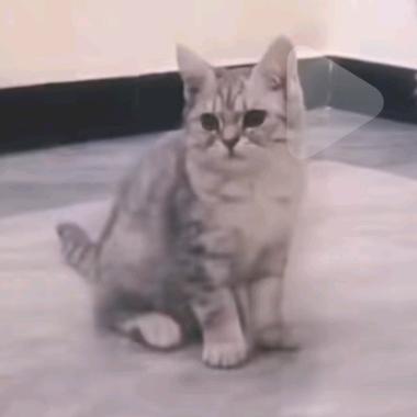 哥有驴带你去上月球