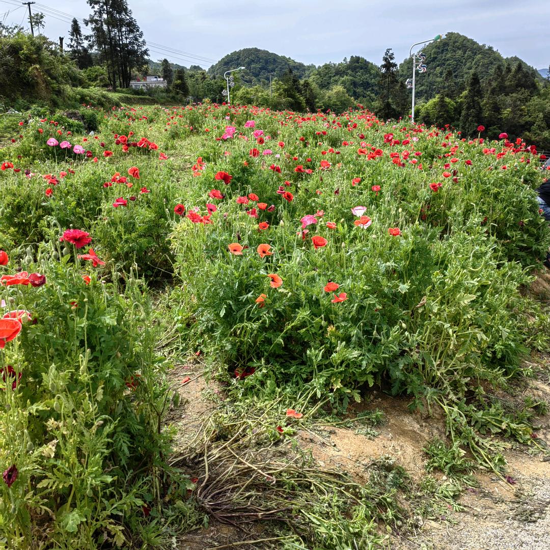 我遇见的都是建成