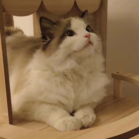 苏遥清