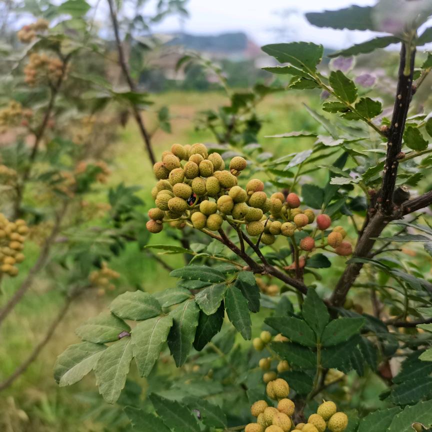 好哥带你种山椒