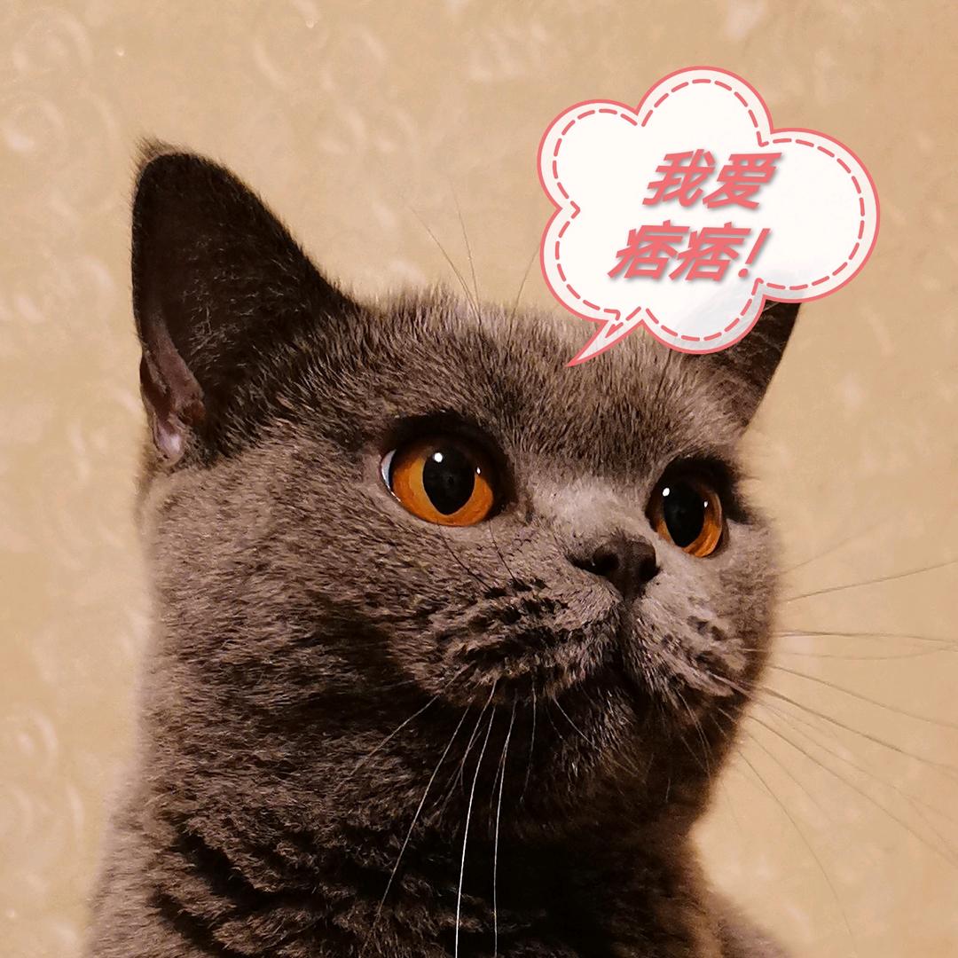 痞痞