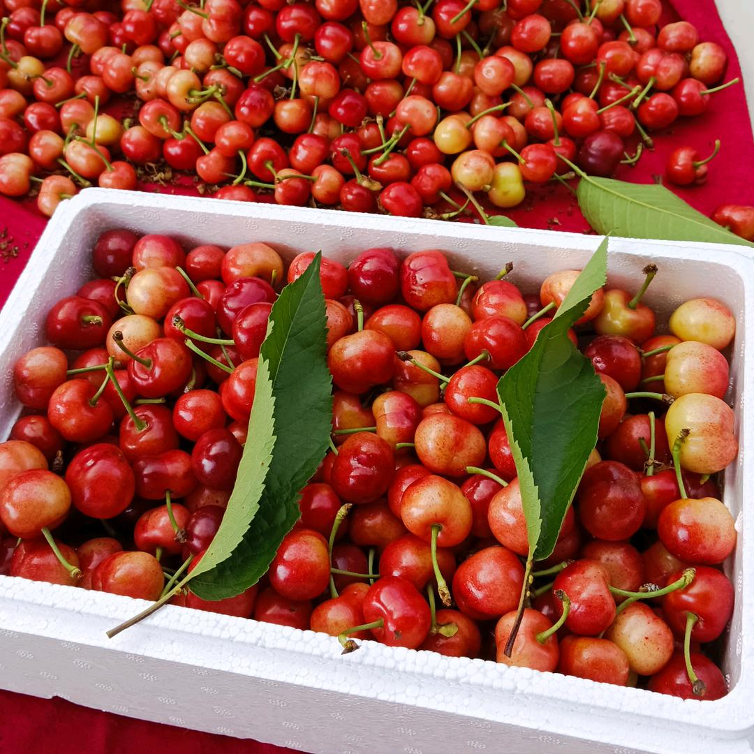 🍒香香妮(溢福源大樱桃采摘)