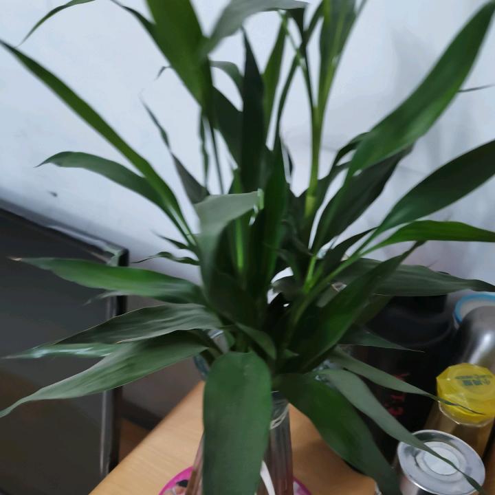 您好