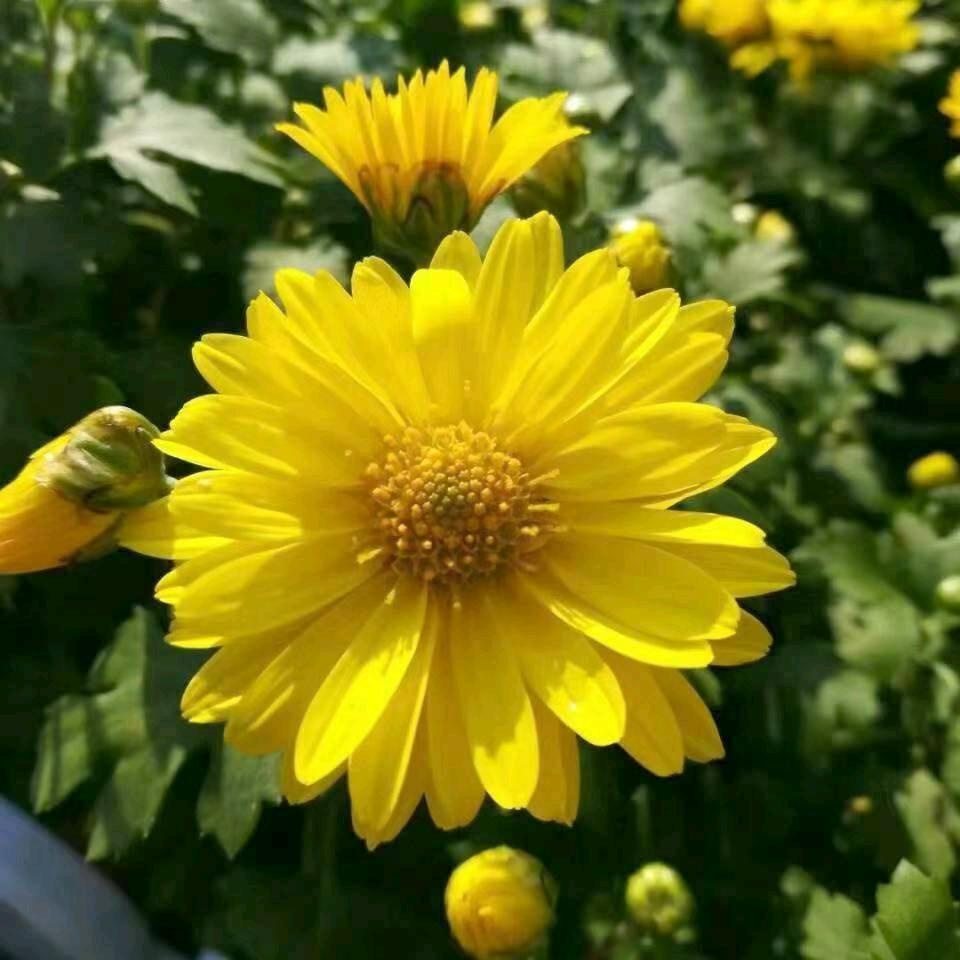 柠夏初开💐请勿连赞