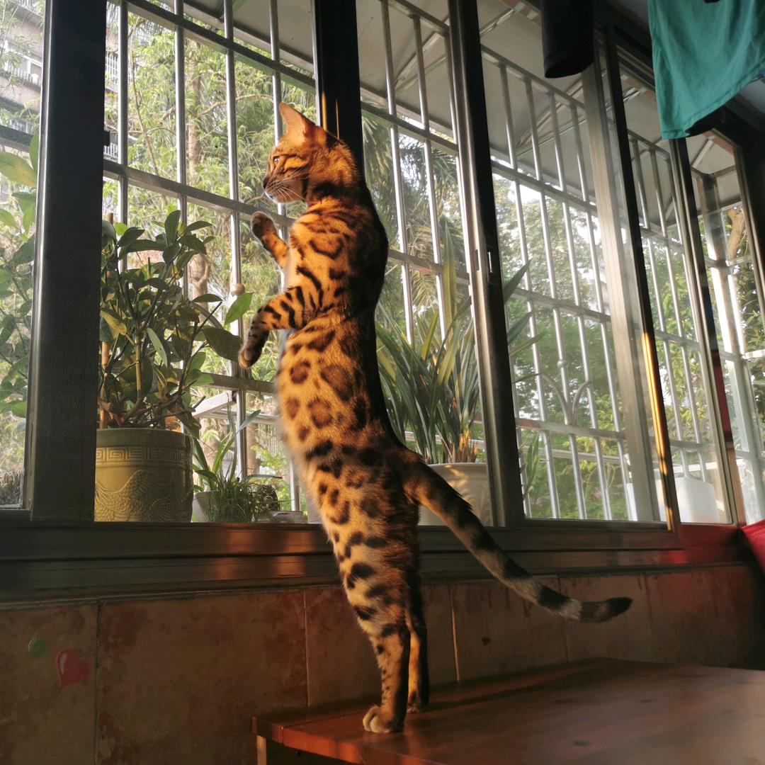 想出去撒个野的猫