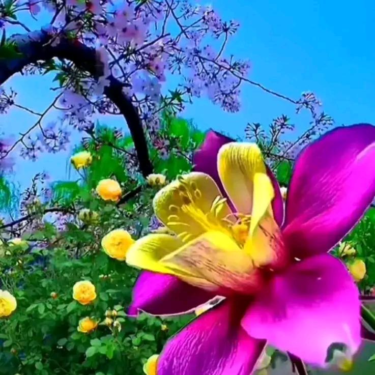 天字一🌲🌳🌴🌺💐🌹