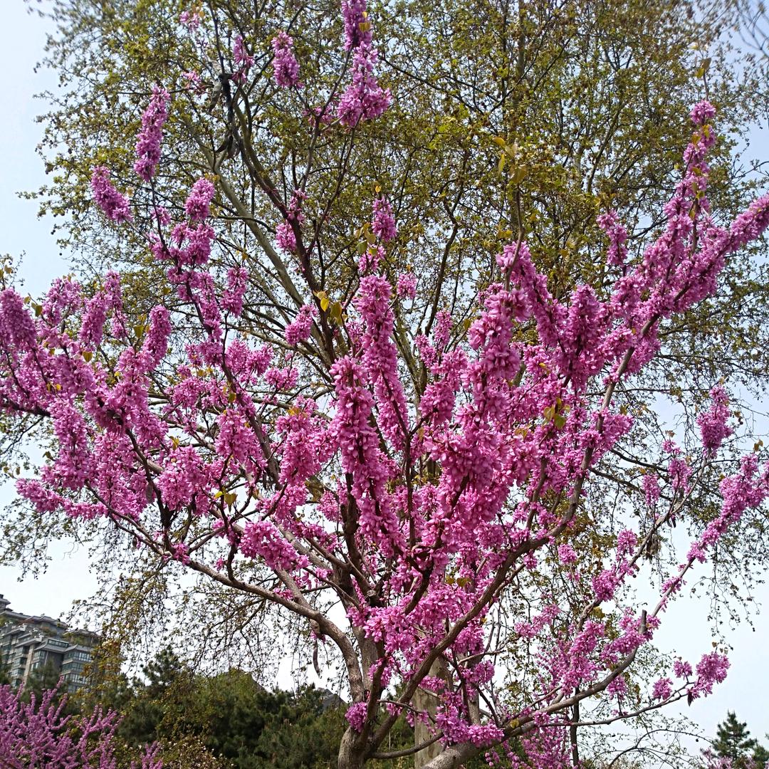 【877487644】旺仔