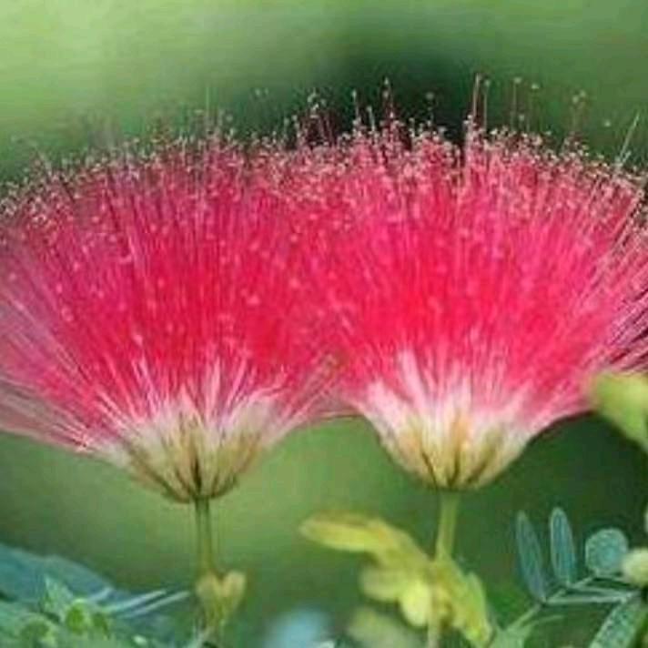 夕阳下的枫叶🍁