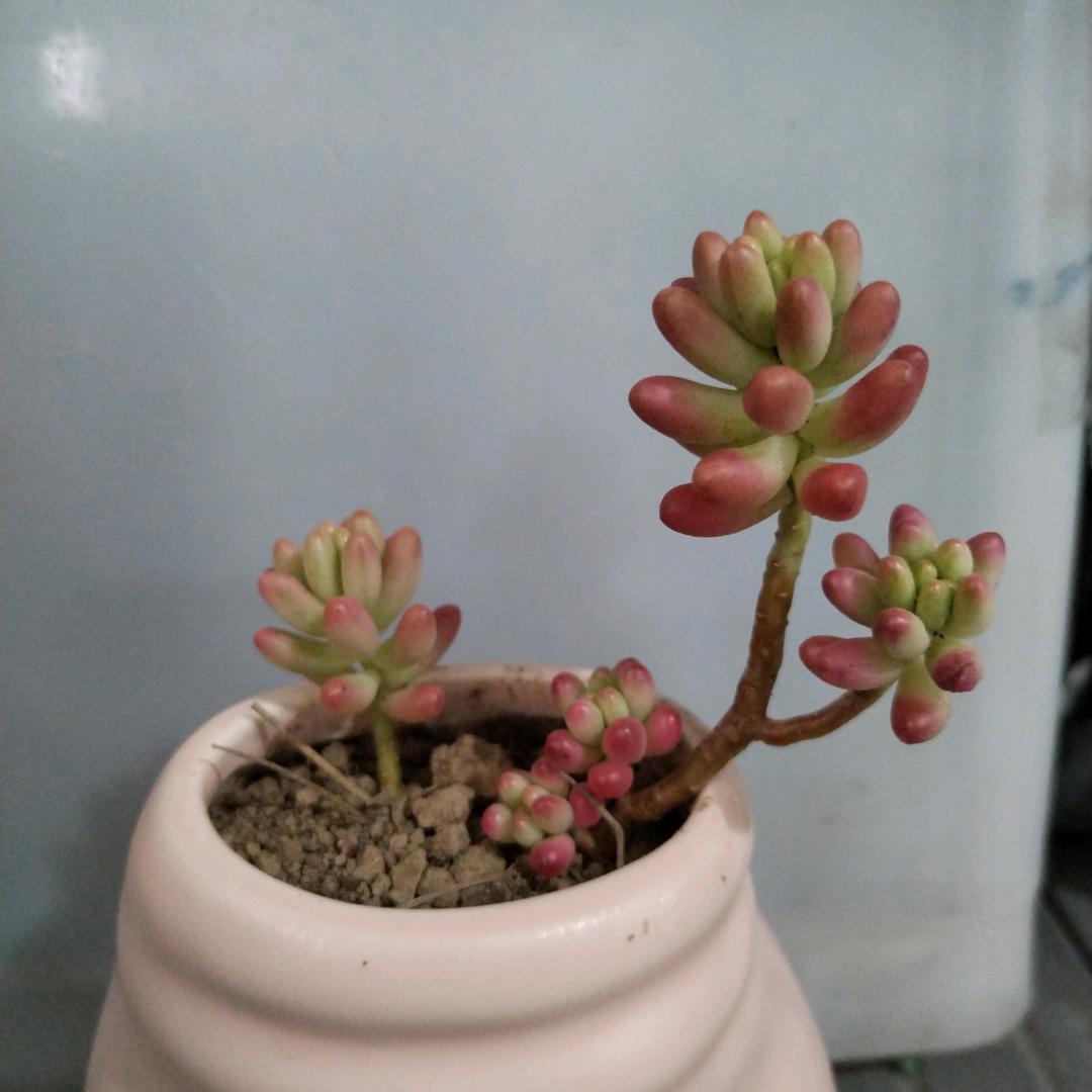 郑郑