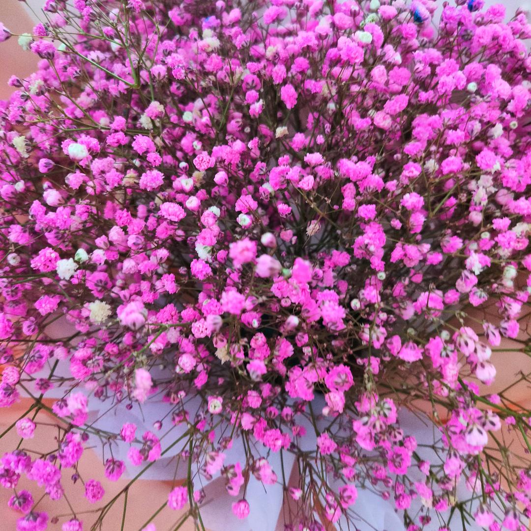 梦圆🌹