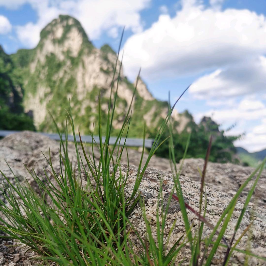 泡泡鱼