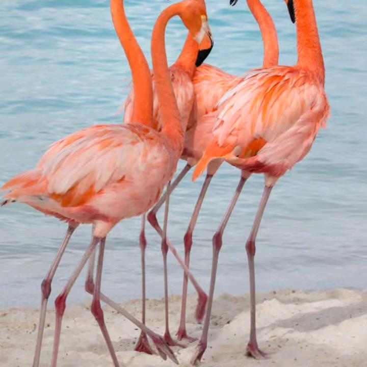 直播间助手名表之家