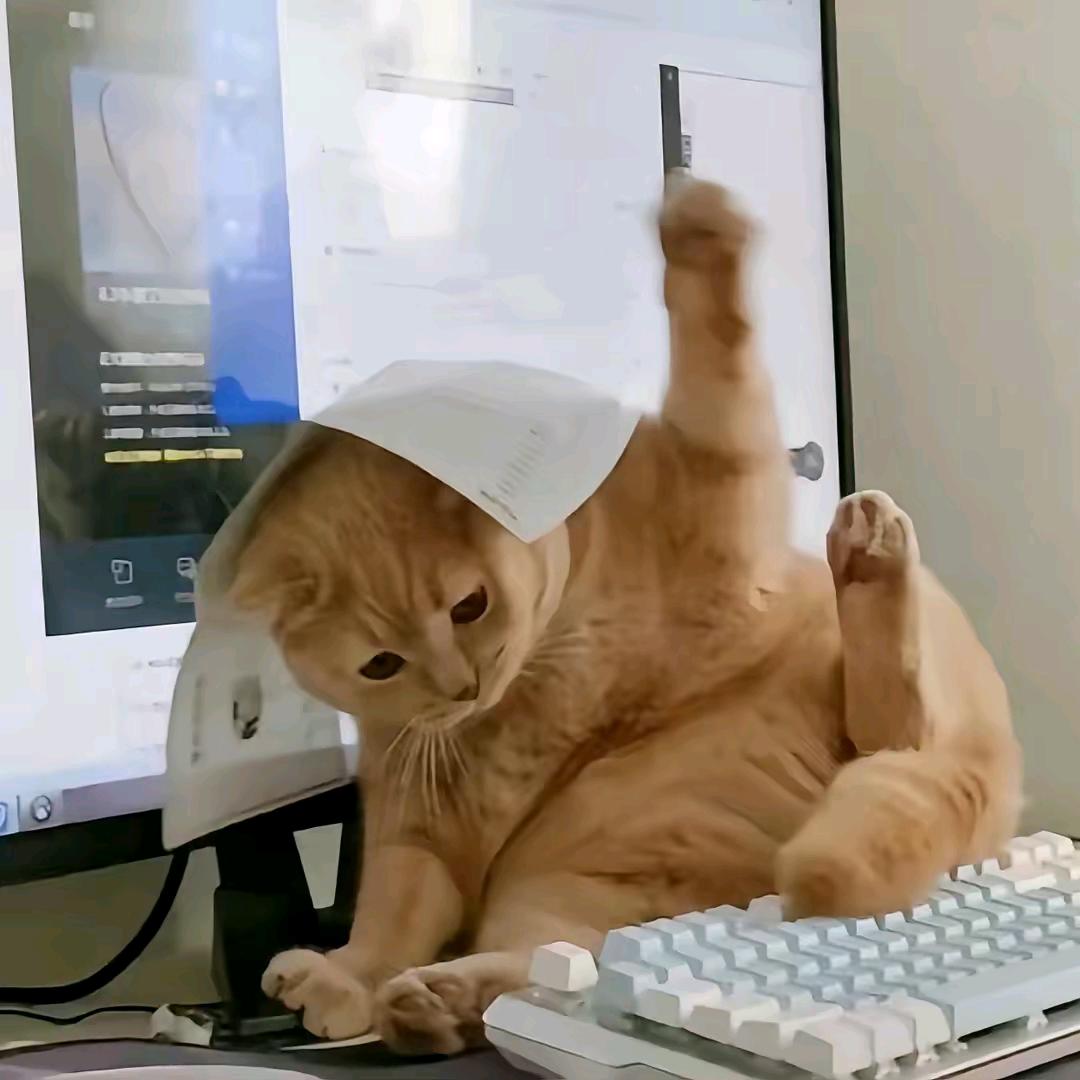 小宁丸子猛追大灰🍡