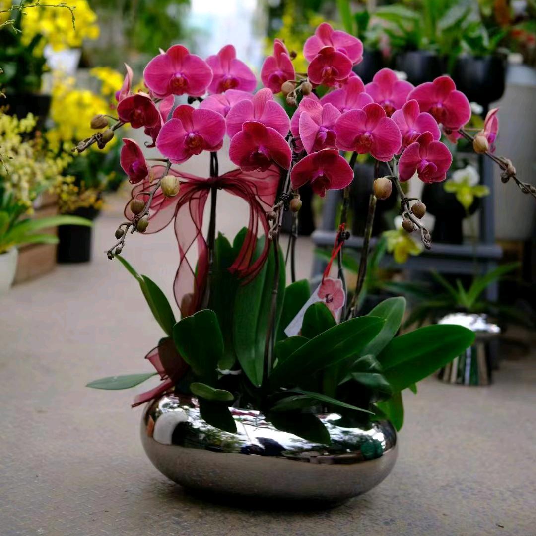 燕飞精品陶瓷花盆_