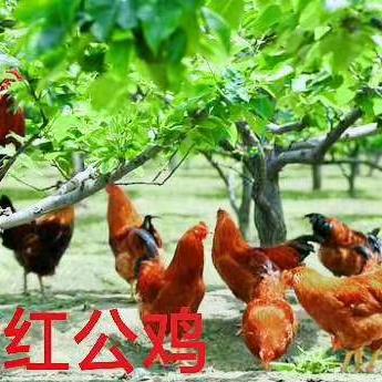 榆中菲豪养鸡场