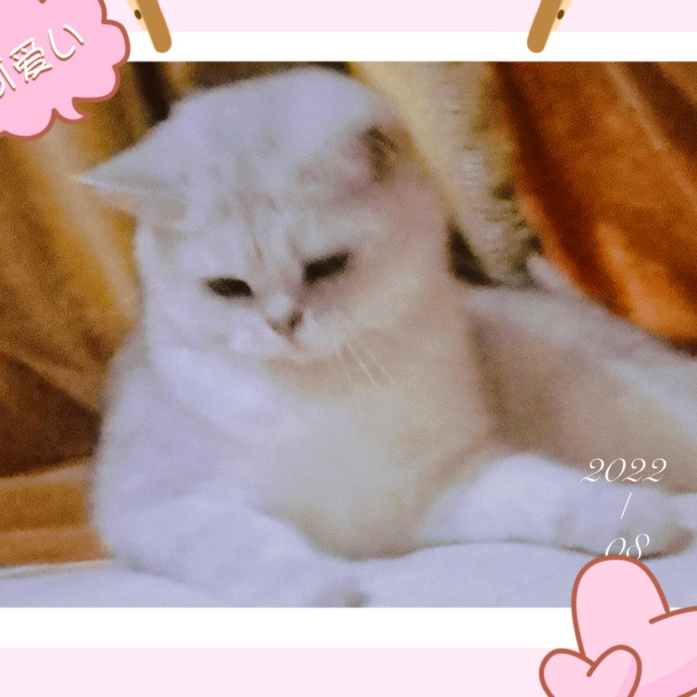 🌸紫月流楹🌸