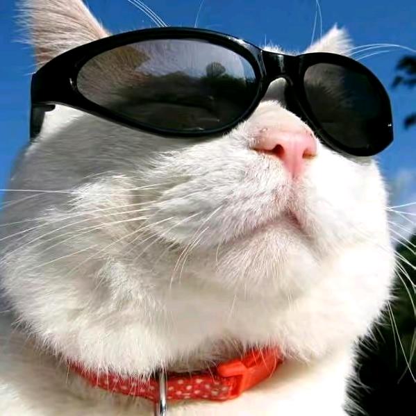 ㅤㅤ                大猫