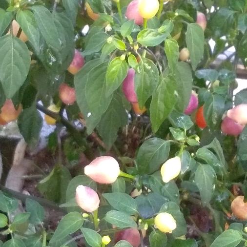 怎么开心怎么玩