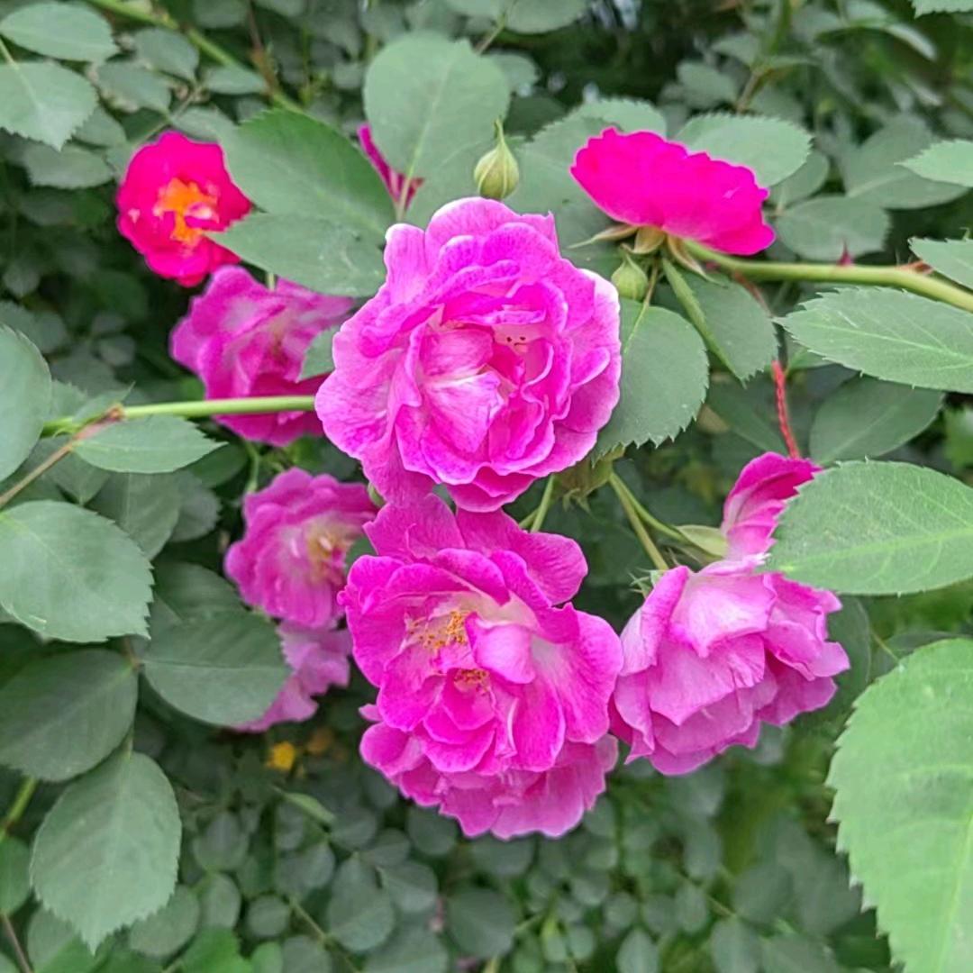 姚桂春🌸🌺🌻🍀