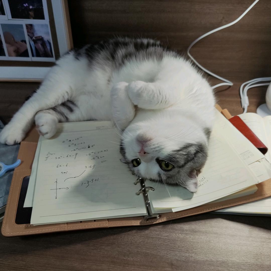 Y@Y和全蛋的日常