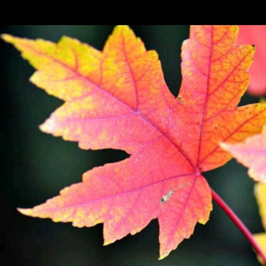 枫叶恋🍁