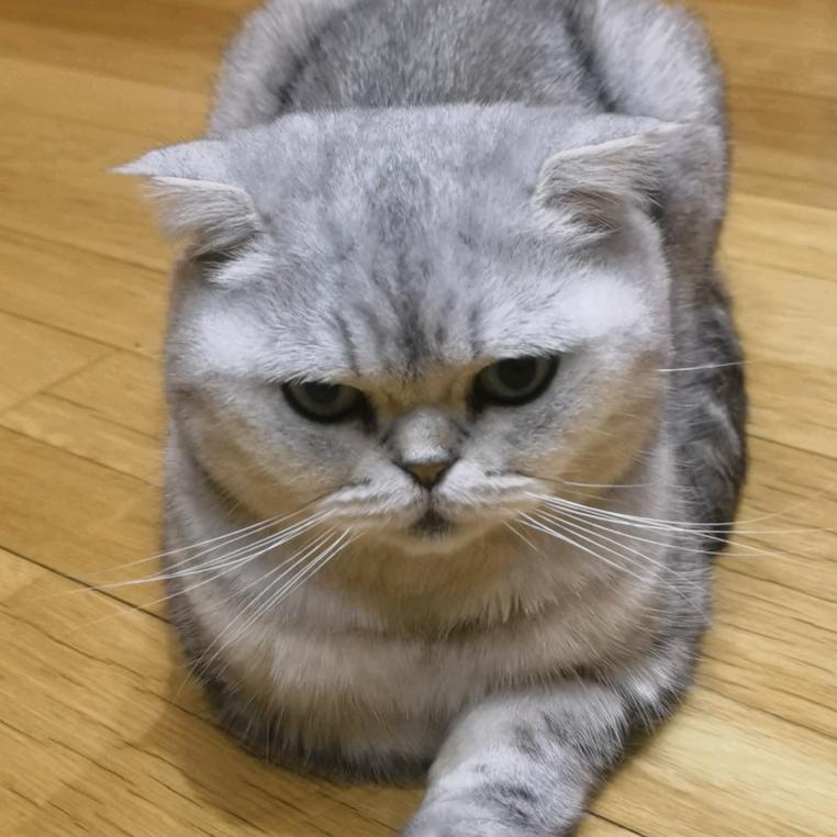 铁甲