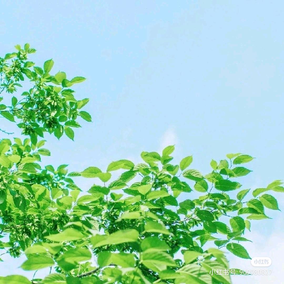 梧桐听雨