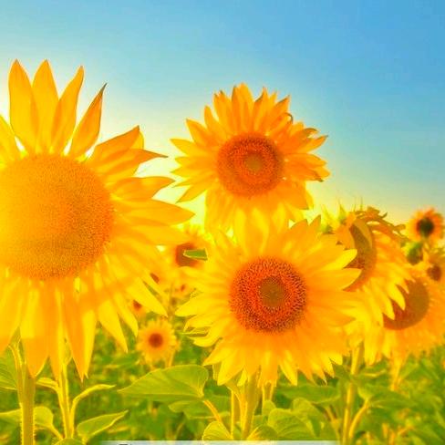 向阳花✧٩(ˊωˋ*)و✧