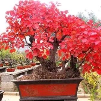 香山红叶小微盆景