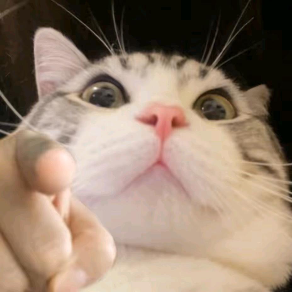 hello酷狗