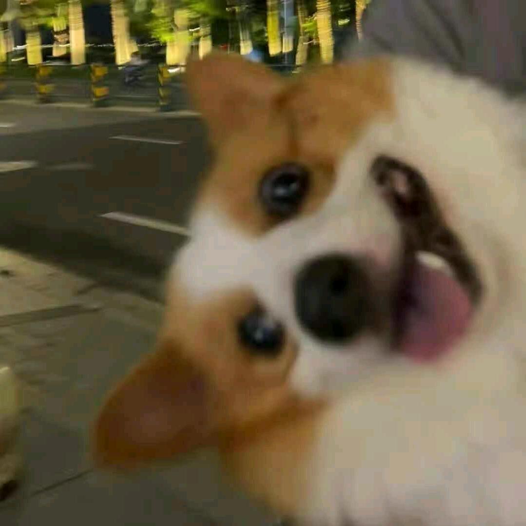 鸽。