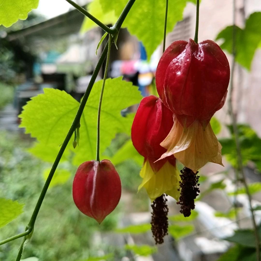 子鑫麻麻