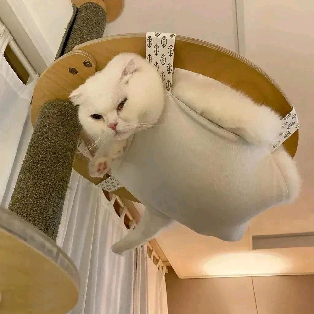 绿猫ao