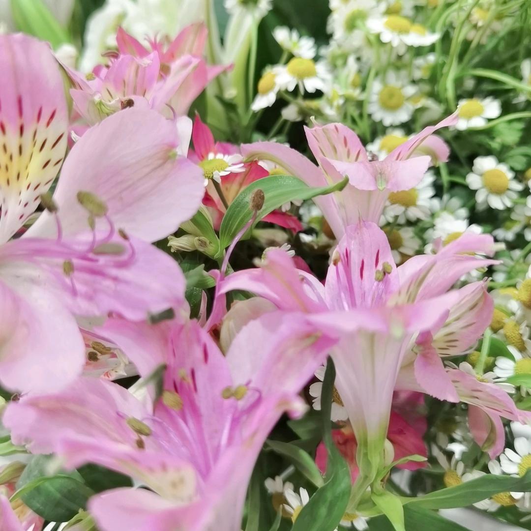 宁都县梅江镇香槟花店