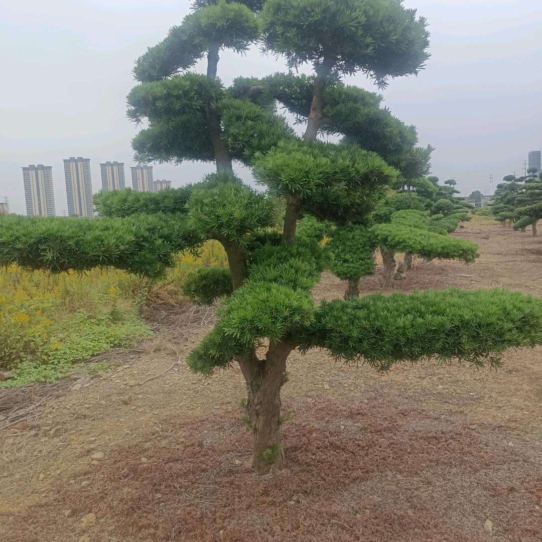 李：：：：