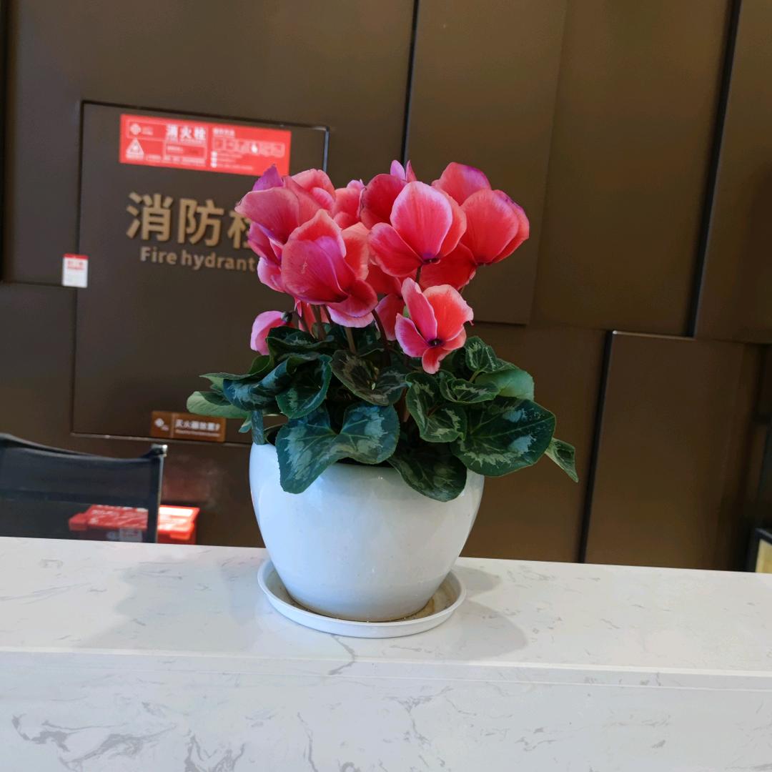 橘子气泡水