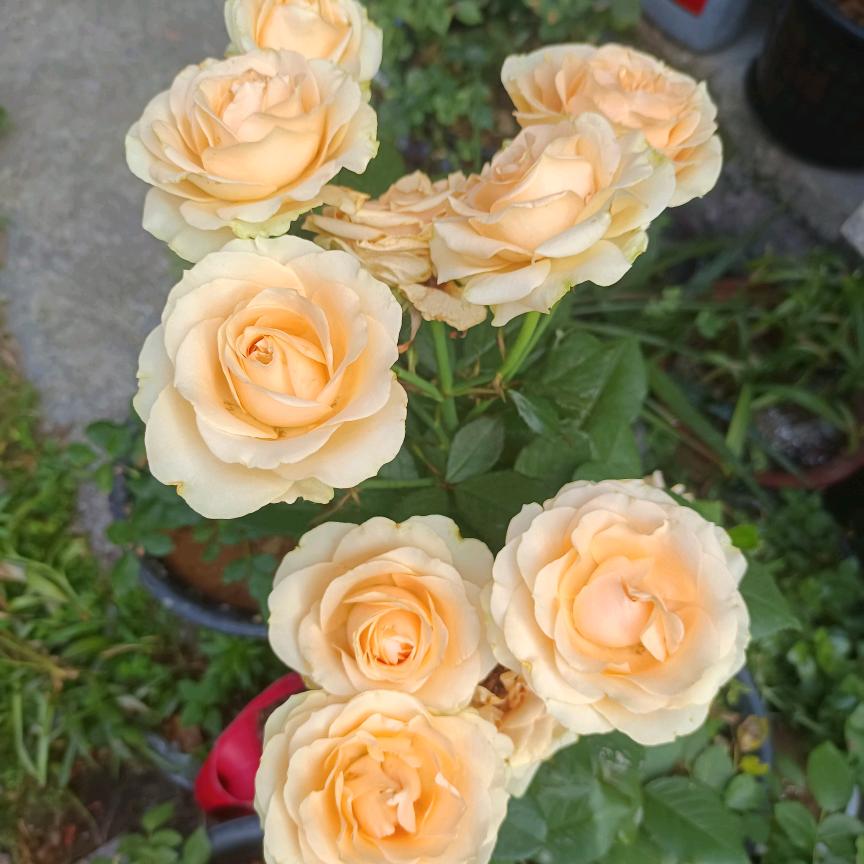 ༺💰黄花ཀྃ龙女এ᭄