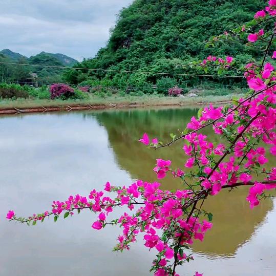 梨落