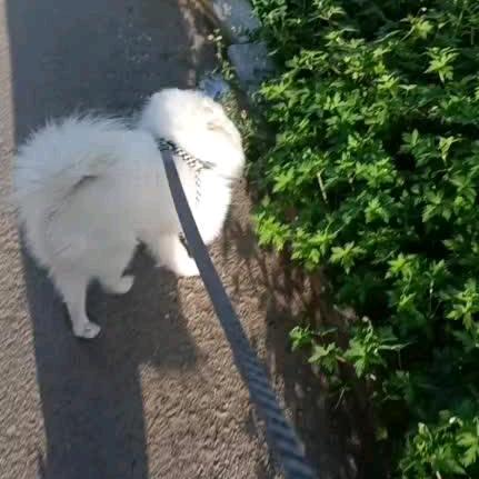 海燕
