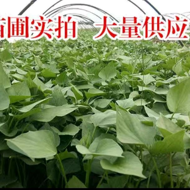 山东薯苗基地