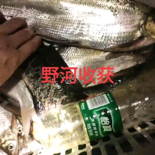 户外 水产  $ 惜缘