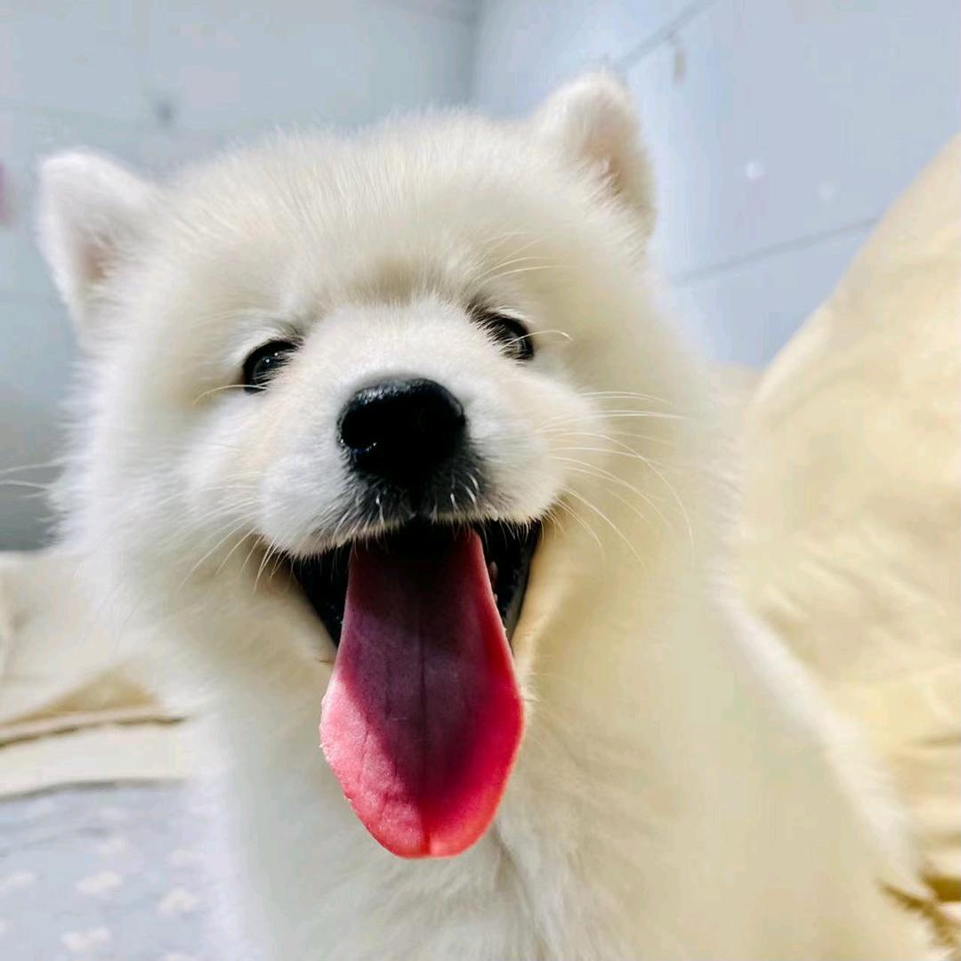 遵义做宠物的小张哥