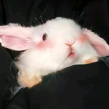 英.......