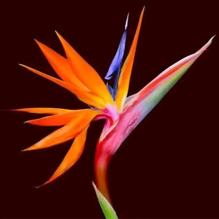 吉祥鸟园艺管护有限公司