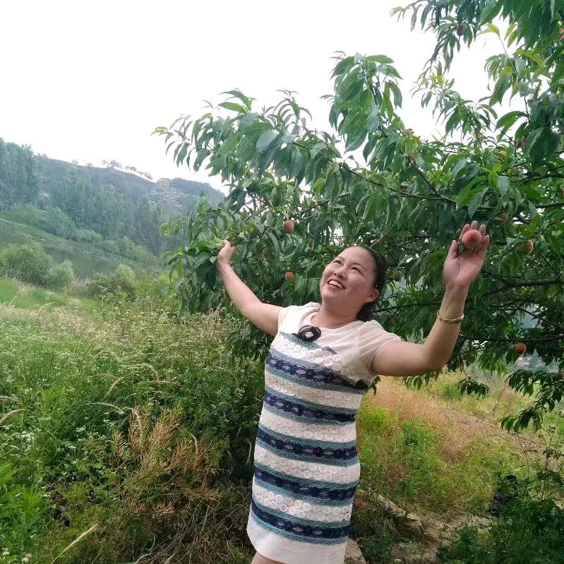 翠萍信阳毛尖