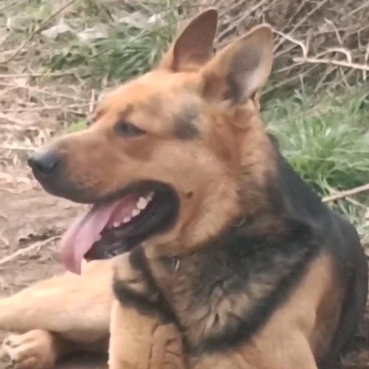 河南昆明犬舍