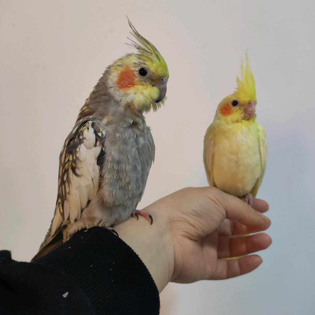 云朵拉
