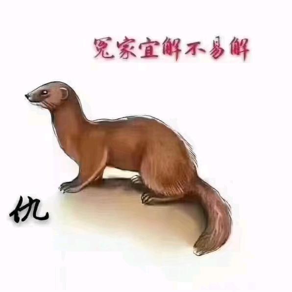 龙尚阁英子5