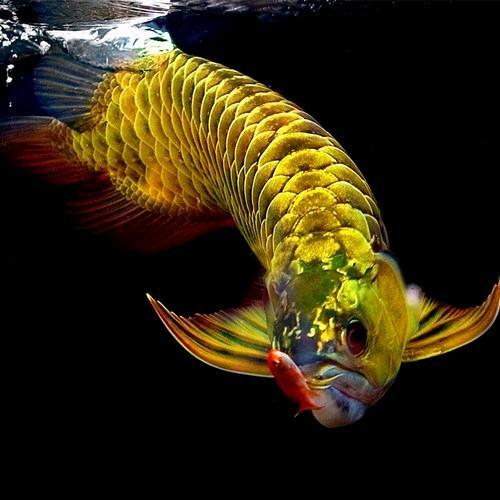 钰你有缘大鹏哥❤️